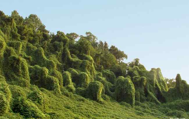 长得最快的杨树品种 世界上生长速度最快的植物 杂交杨树每年可以生长十英尺