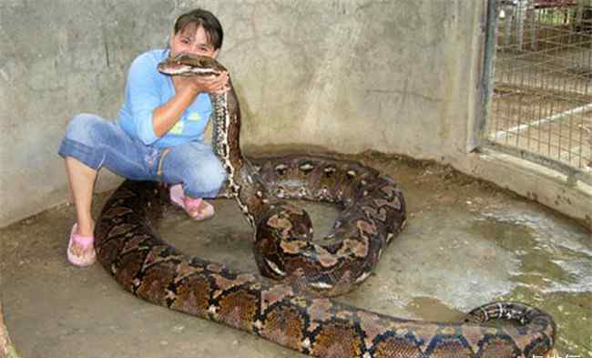 巨蟒勒颈身亡 女子遭巨蟒勒颈身亡 事发现场共有140条蛇