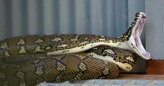 世界上最大的蛇 世界上最大的蛇Top10 最大的蛇竟有14.6米！