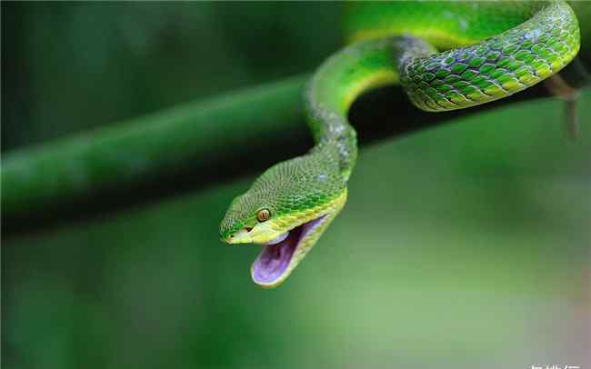 眼镜王蛇毒性排名 中国十大毒蛇排名 眼镜王蛇仅排第二