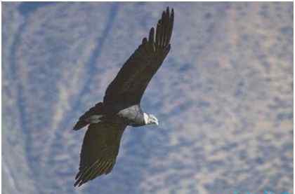 安第斯秃鹫 世界上最大的飞禽 安第斯神鹫翼展可达5米 濒临灭绝