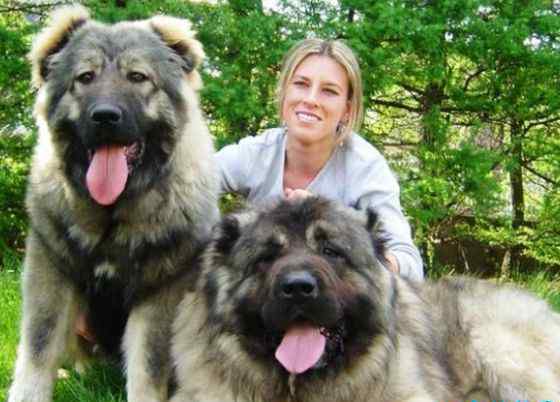 德国大丹犬 世界上最大的狗排名 德国大丹犬排第一