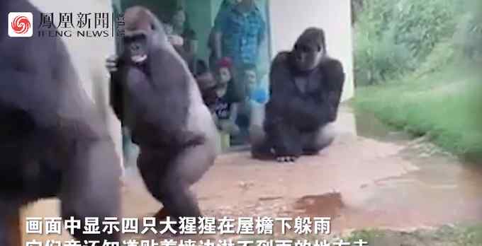 外国一大猩猩拿扫帚扫地 姿势与人类一样！网友：猩球真的要崛起了？