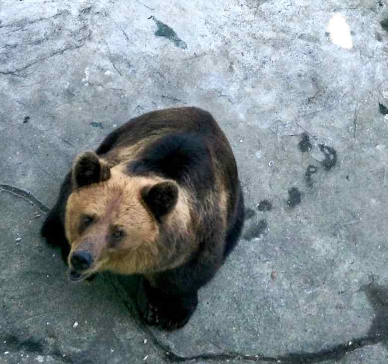 禁果的滋味 上海饲养员被熊攻击遇难：尝到了禁果的熊、必杀