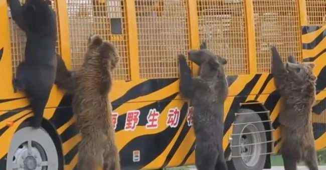 禁果的滋味 上海饲养员被熊攻击遇难：尝到了禁果的熊、必杀