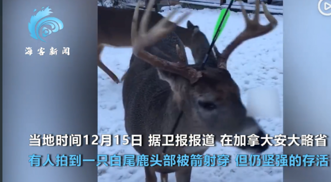 加拿大一只小鹿头部被人用箭射穿 插着箭支依然亲近人类 画面令人五味杂陈