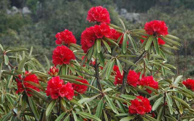 国家一级珍稀植物 国家一级保护珍稀濒危植物：大树杜鹃