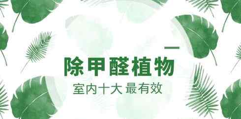 去甲醛植物排行榜 除甲醛十大有效排名植物，你知道吗？