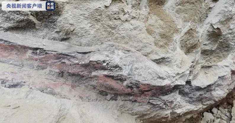 四川自贡市民散步发现1.6亿年前恐龙化石 网友：不愧是恐龙之乡