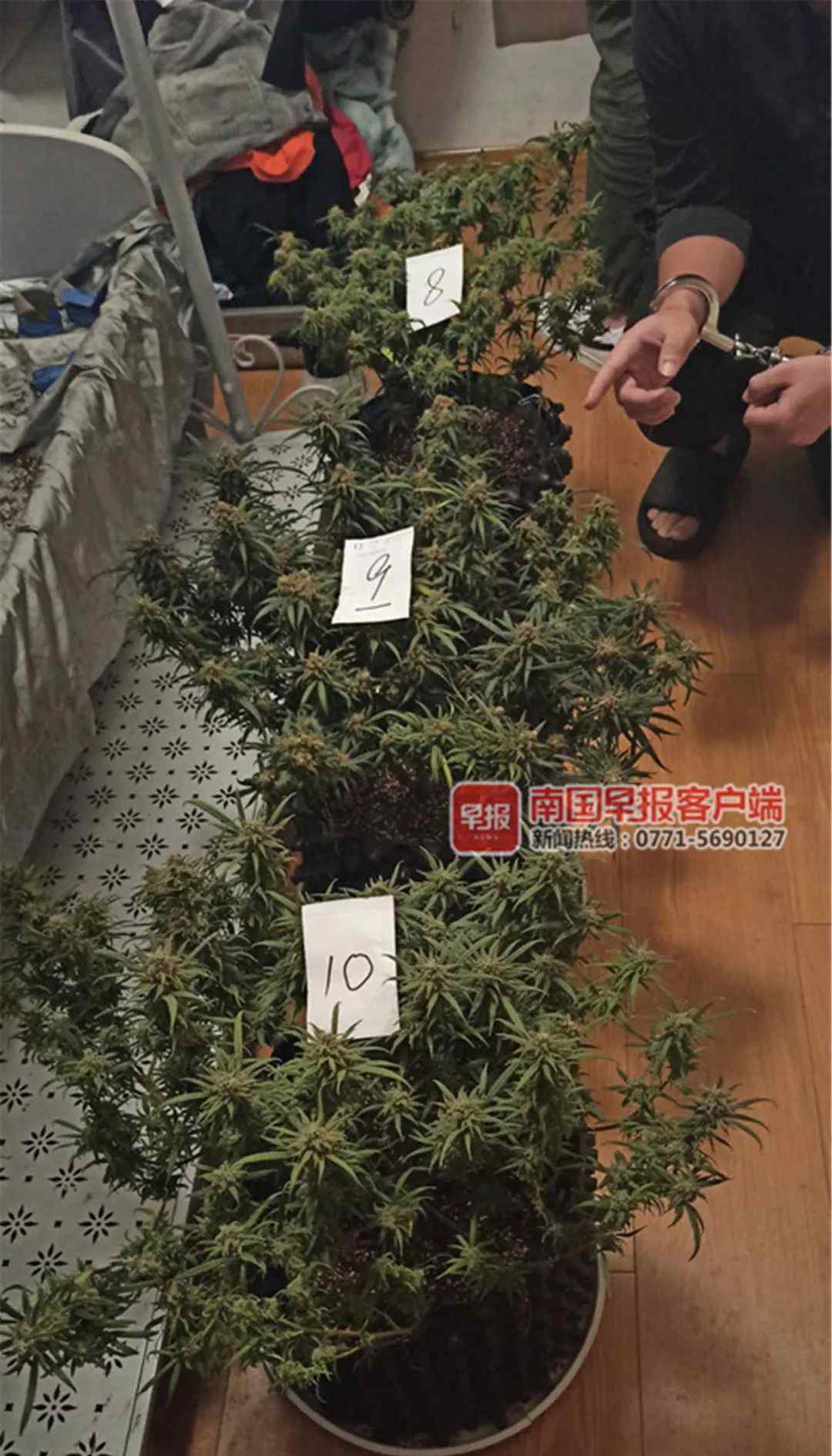 惊呆！南宁两男子在小区出租房种大麻 自己吸食不完还贩卖......