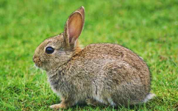 属兔人出生月的命运 十兔九不全：属兔人最有福气的4个出生月份，一生的吉祥富贵命！