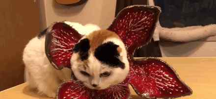 万圣节头盔 主人给自家猫做了万圣节头盔，看起来真的非常恐怖了