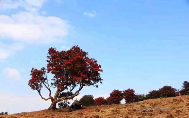 国家一级珍稀植物 国家一级保护珍稀濒危植物：大树杜鹃