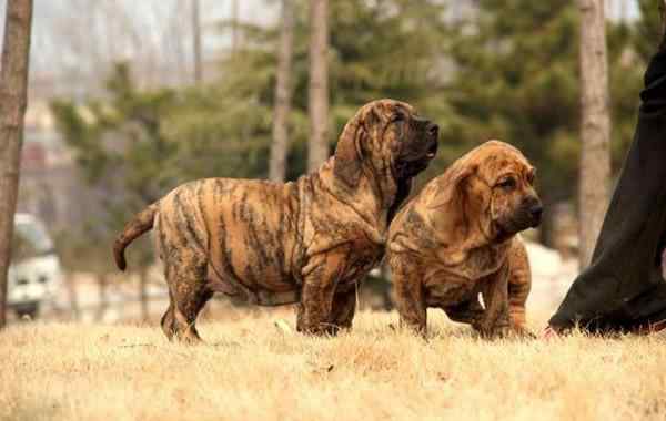 世界十大凶犬 什么犬最凶残？世界十大恶犬排行榜！世界第一猛犬实至名归