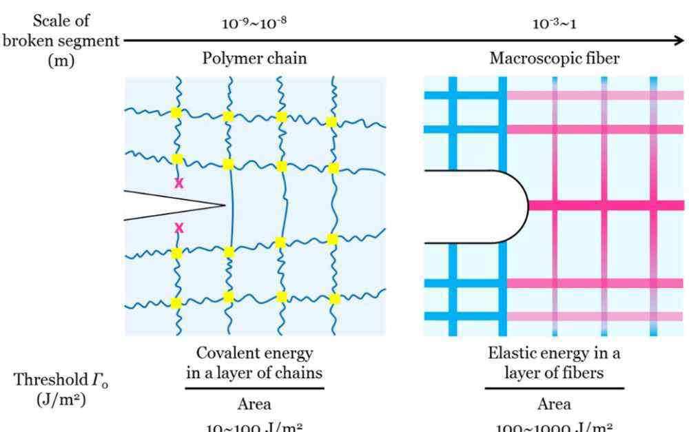 锁志刚 哈佛大学锁志刚教授与西安交大软机器实验室合作《JMPS》：抗疲劳橡胶弹性体