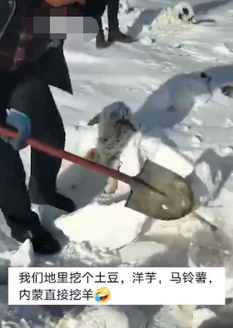 7只羊被雪埋路人铲雪救出 网友调侃：原来内蒙古地里可以直接挖出羊