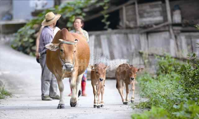 龙凤胎的概率 温州一头黄牛生下“龙凤胎” 概率仅为十万分之一