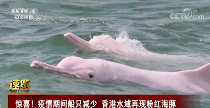 香港水域再现粉红海豚 网友：“粉精灵”