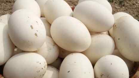 鹅蛋怎么吃 鹅蛋怎么做好吃？鹅蛋5种最好吃的做法