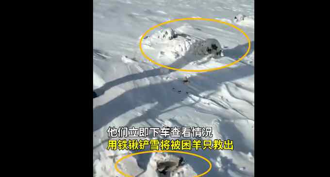 内蒙古小伙雪地里挖出7只活羊 “无辜”的小脑袋看乐网友：可把羊冻坏了！