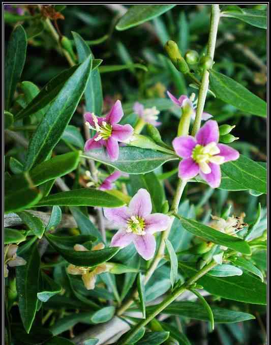 枸杞蜂蜜 喝枸杞蜂蜜的六大好处和禁忌