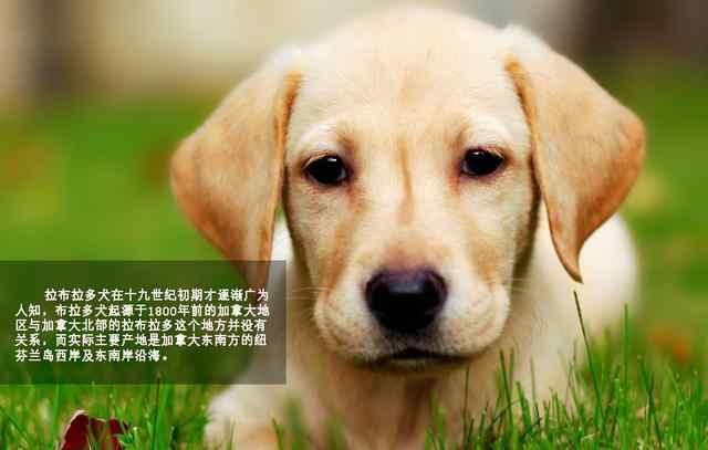 拉布拉多犬性格 萌勿舔屏：最忠实伙伴拉布拉多