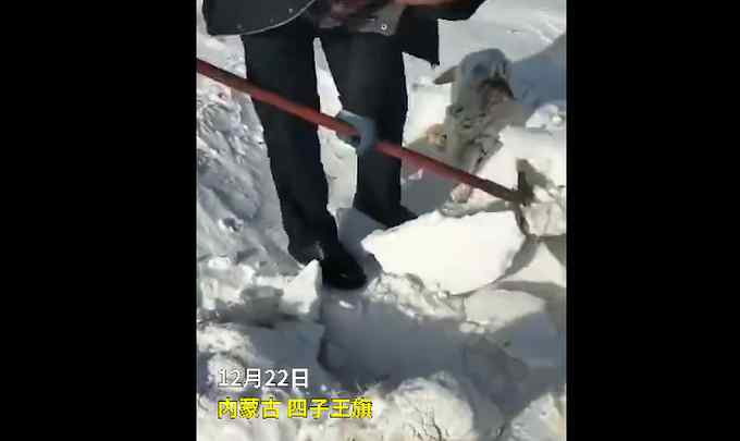 内蒙古小伙雪地里挖出7只活羊 “无辜”的小脑袋看乐网友：可把羊冻坏了！