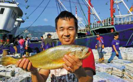 野生大黄鱼 宁波再现5斤野生大黄鱼 至少能卖到1万元以上