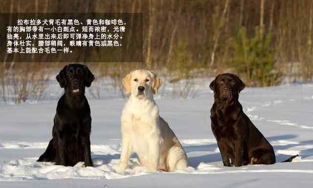 拉布拉多犬性格 萌勿舔屏：最忠实伙伴拉布拉多