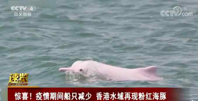 香港水域再现粉红海豚 网友：“粉精灵”