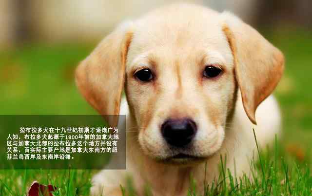 拉布拉多犬性格 萌勿舔屏：最忠实伙伴拉布拉多