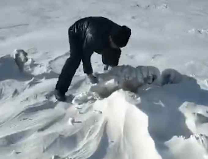 7只羊被雪埋路人铲雪救出 网友调侃：原来内蒙古地里可以直接挖出羊