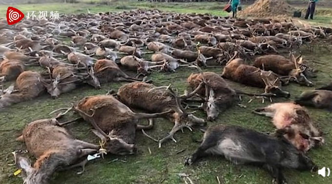 西班牙一伙猎人杀死540只鹿和野猪后将尸体摆在一起 还咧嘴大笑合影炫耀
