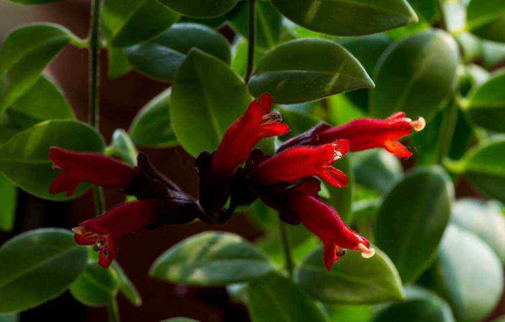 口红吊兰 长叶形的吊兰种的有些腻了，不如换个口红吊兰养吧，它还会开花