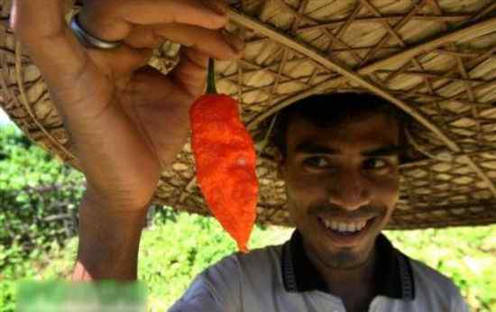印度断魂椒 印度“断魂椒”世界第一辣 吃多了即丧命