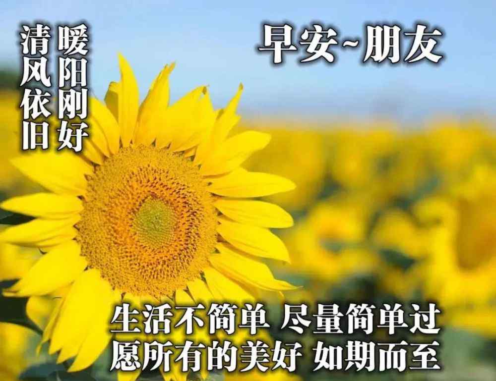 早安问候语 重阳节 清晨早上好问候祝福动态表情图片 早安问候语动态图片表情