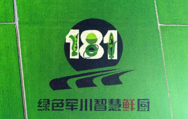 军川农场 军川、梧桐河、二九〇、共青稻田画入选北大荒十大“醉美”稻田画