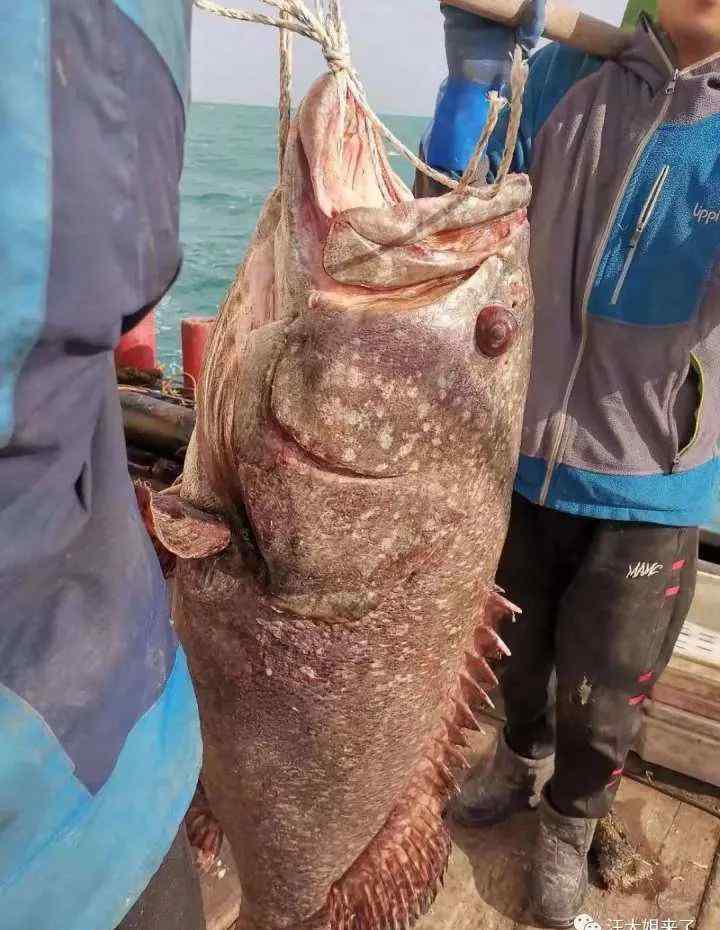 比小孩都高！舟山渔民捕获96斤超大野生石斑鱼 船员惊呼