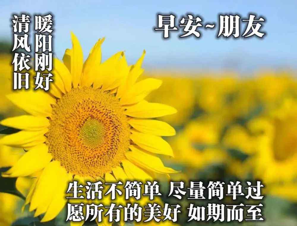 早安问候语 重阳节 清晨早上好问候祝福动态表情图片 早安问候语动态图片表情