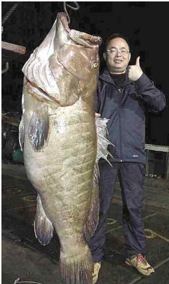 巨型石斑鱼 宁波钓鱼达人钓上巨型石斑鱼 长170厘米重102斤