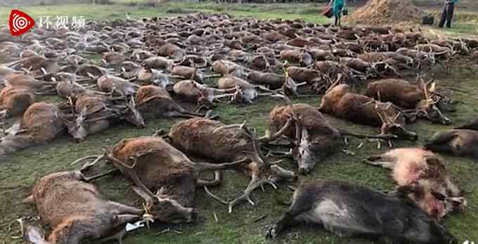 西班牙一伙猎人杀死540只鹿和野猪后将尸体摆在一起 还咧嘴大笑合影炫耀