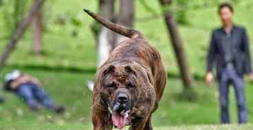 圣伯纳德犬 世界最大狗品种排名 体型最大的狗有哪些 大型犬排名