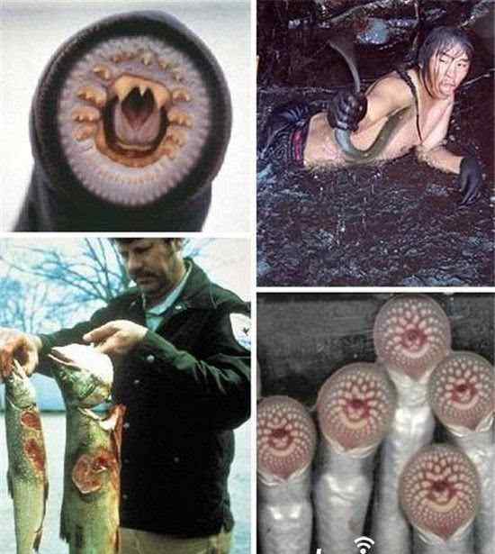 吸血蝙蝠 自然界恐怖吸血动物 吸血蝙蝠仅排末位?