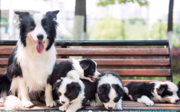 烈性犬 在全国禁养烈性犬的情况下，养这10种狗狗，或许是你最好的选择