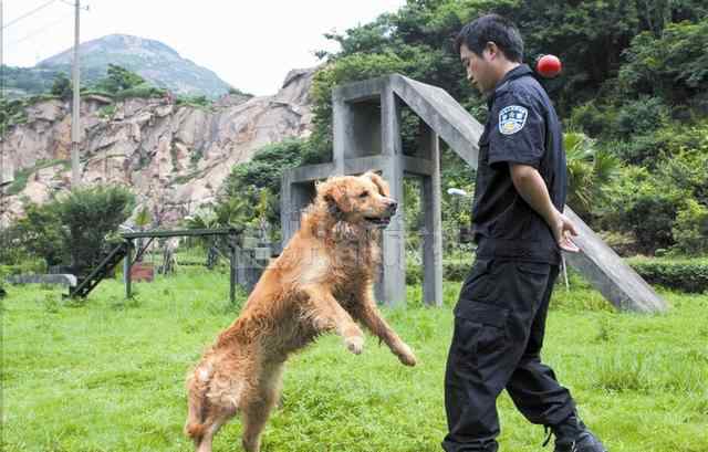 缉毒犬 揭秘“警犬界福尔摩斯” 缉毒犬是真正的单身狗