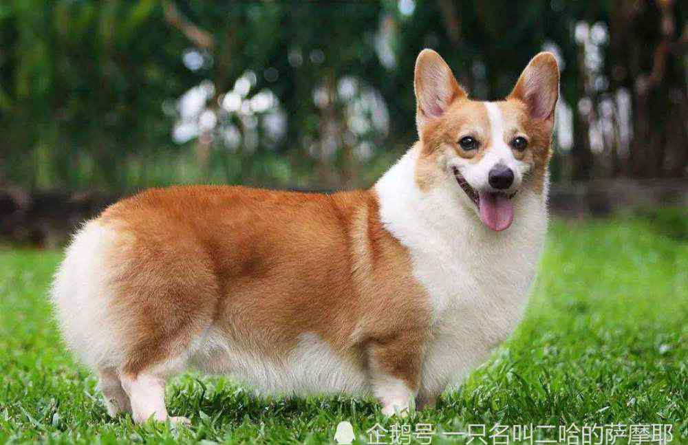 烈性犬 在全国禁养烈性犬的情况下，养这10种狗狗，或许是你最好的选择