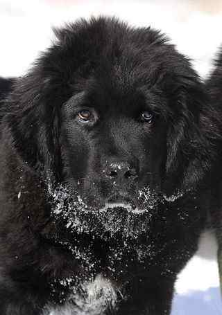 圣伯纳德犬 世界最大狗品种排名 体型最大的狗有哪些 大型犬排名