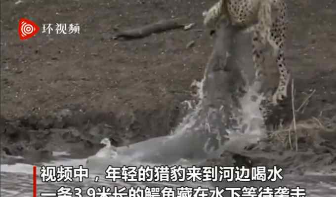 南非一猎豹在河边喝水 被鳄鱼一口咬住脖子拖下水 捕杀画面令人心惊