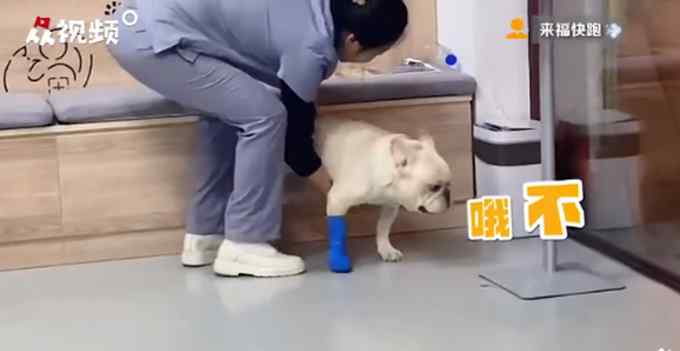 狗狗宠物医院上演大逃亡 前腿被包扎一瘸一拐 网友：像极了怕打针的我