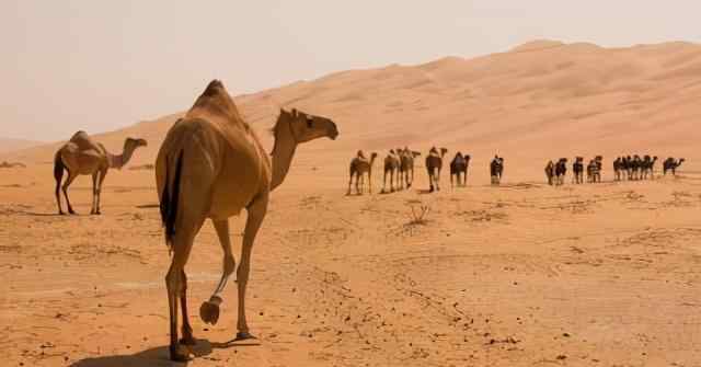 骆驼驼峰里储存的是什么 你被骗多久了？最新研究：骆驼的驼峰里并不存水，却储存了这东西